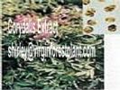 Corydalis Extract (Shirley At Virginforestplant Dot Com)